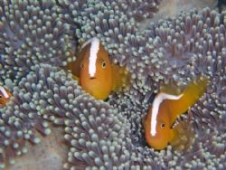 Clownfish at Bunaken by Jose Rodriguez 